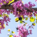 Small purple flowers and bees  screen for extension Chrome web store in OffiDocs Chromium