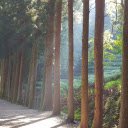 Small road and large trees  screen for extension Chrome web store in OffiDocs Chromium