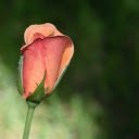 Small Rose Bud  screen for extension Chrome web store in OffiDocs Chromium