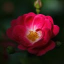 Small Rose Petals  screen for extension Chrome web store in OffiDocs Chromium