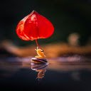 Small snail wallpaper  screen for extension Chrome web store in OffiDocs Chromium