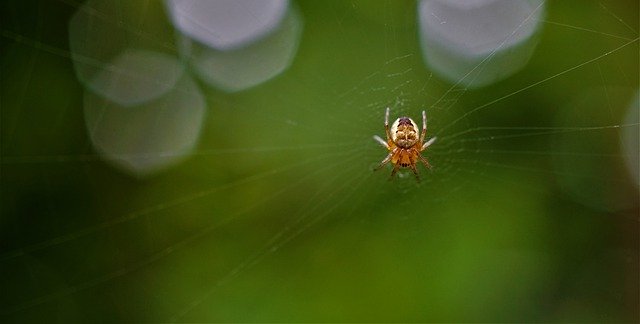 Free download small spider spider web insect free picture to be edited with GIMP free online image editor