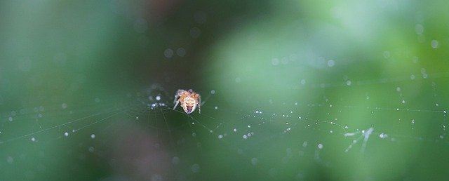Free download small spider spider web nature free picture to be edited with GIMP free online image editor