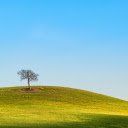 Small Tree on Grassy Hill  screen for extension Chrome web store in OffiDocs Chromium