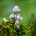small white mushrooms  screen for extension Chrome web store in OffiDocs Chromium