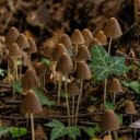 Small wild mushrooms  screen for extension Chrome web store in OffiDocs Chromium