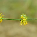 Small yellow flower branch  screen for extension Chrome web store in OffiDocs Chromium