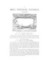 Free download Small Yorkshire Swine, Aldenville, PA free photo or picture to be edited with GIMP online image editor