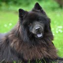 Smart black dog  screen for extension Chrome web store in OffiDocs Chromium