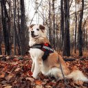 Smart dog  screen for extension Chrome web store in OffiDocs Chromium