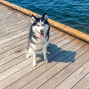 Smart dog goes to the beach  screen for extension Chrome web store in OffiDocs Chromium