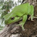 Smooth skinned frog  screen for extension Chrome web store in OffiDocs Chromium
