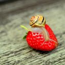 Snail and strawberry  screen for extension Chrome web store in OffiDocs Chromium