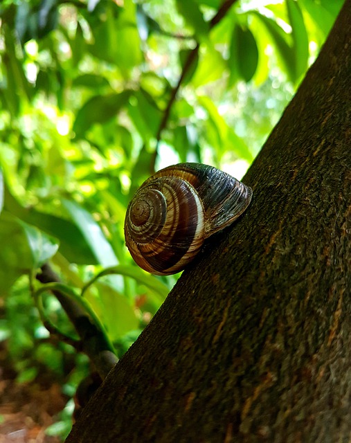Free download snail buttes chaumont snail shell free picture to be edited with GIMP free online image editor