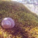 Snail crawling on moss in the sun  screen for extension Chrome web store in OffiDocs Chromium