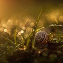 Snail crawling on the grass  screen for extension Chrome web store in OffiDocs Chromium