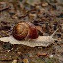 Snail crawling on the ground  screen for extension Chrome web store in OffiDocs Chromium