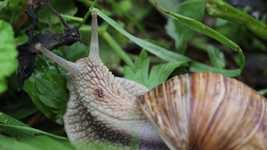 Free download Snail Fauna Macro -  free video to be edited with OpenShot online video editor
