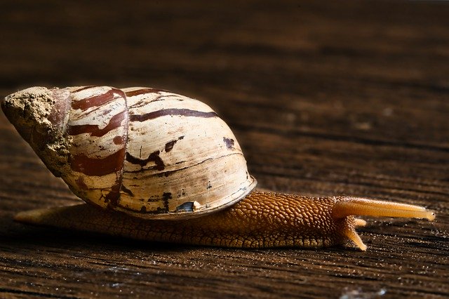 Free download snail macro mollusk land snail free picture to be edited with GIMP free online image editor