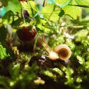 Snails and strawberries  screen for extension Chrome web store in OffiDocs Chromium
