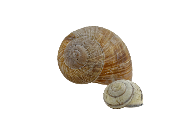 Descărcare gratuită Snail Shell - fotografie sau imagine gratuită pentru a fi editată cu editorul de imagini online GIMP