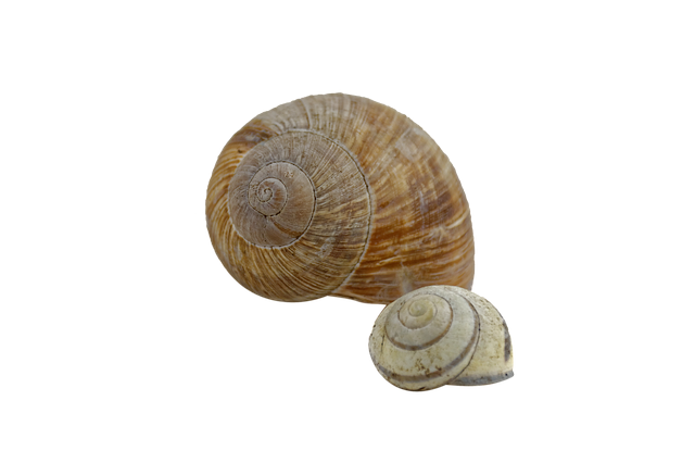 Muat turun percuma Snail Shell - foto atau gambar percuma untuk diedit dengan editor imej dalam talian GIMP