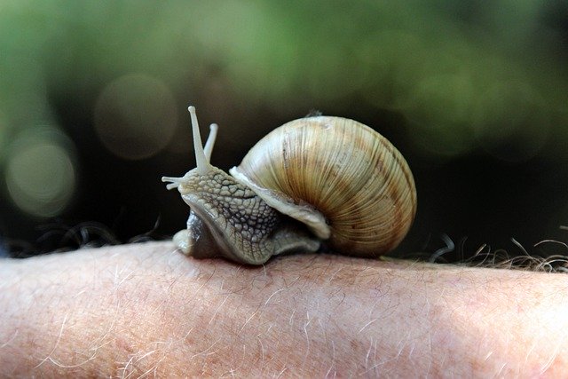 Free download snail shell crawl slowly sensor free picture to be edited with GIMP free online image editor