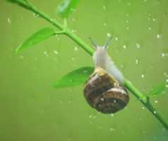 Muat turun percuma Snails In The Rain [GIFS] foto atau gambar percuma untuk diedit dengan editor imej dalam talian GIMP