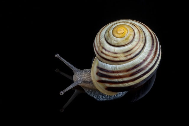 Kostenloser Download von Schneckenschnecken und Mollusken, klebriges kostenloses Bild zur Bearbeitung mit dem kostenlosen Online-Bildeditor GIMP