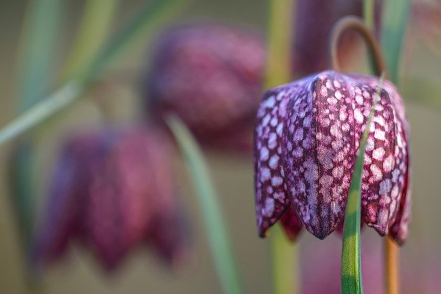 GIMP無料オンライン画像エディタで編集する無料ダウンロードスネークヘッドバイモ花植物無料画像