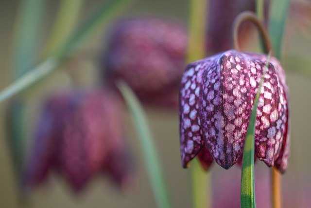 Téléchargement gratuit de l'image gratuite de la fleur de fritillaire à tête de serpent à éditer avec l'éditeur d'images en ligne gratuit GIMP