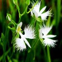 Snake jasmine flower wallpaper  screen for extension Chrome web store in OffiDocs Chromium
