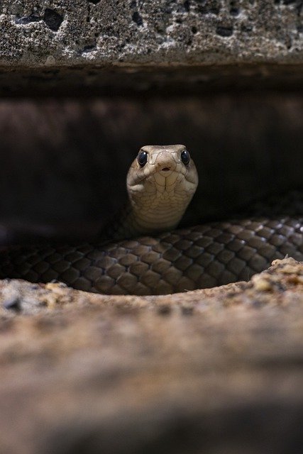 Free download snake reptile scales free picture to be edited with GIMP free online image editor