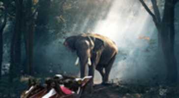 Scarica gratuitamente la foto o l'immagine gratuita di Snazzy Encounters An Elephant da modificare con l'editor di immagini online GIMP