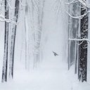 Snow Bird Forest Theme  screen for extension Chrome web store in OffiDocs Chromium