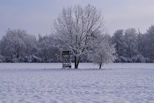 Free download snow cold frost tree hunt free picture to be edited with GIMP free online image editor