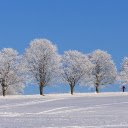 Snow covered trees  screen for extension Chrome web store in OffiDocs Chromium