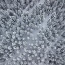 Snow covers the forest  screen for extension Chrome web store in OffiDocs Chromium