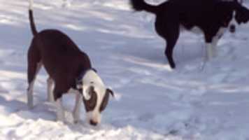 Free download Snow Dog Fx ANIMATION free photo or picture to be edited with GIMP online image editor