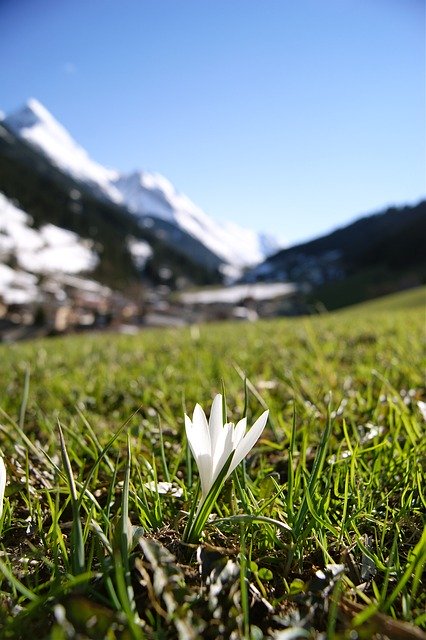 Free download snowdrop flower alps mountains ve free picture to be edited with GIMP free online image editor