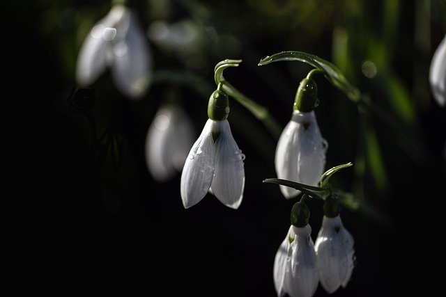 دانلود رایگان عکس گل های وحشی گل های برفی رایگان برای ویرایش با ویرایشگر تصویر آنلاین رایگان GIMP