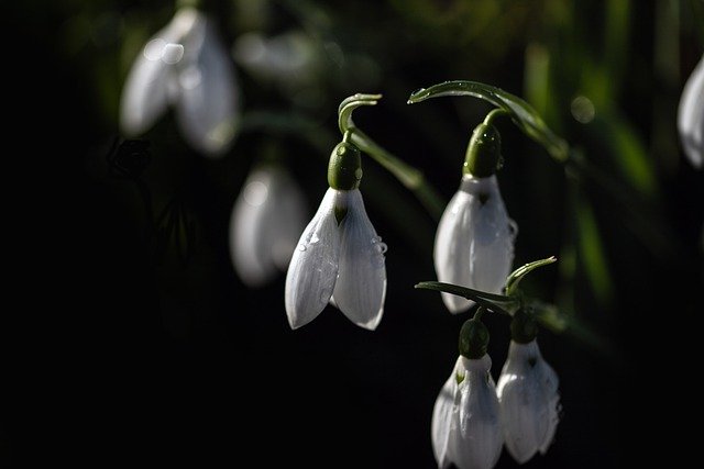 Libreng download snowdrops flowers wildflowers libreng larawan na ie-edit gamit ang GIMP free online image editor