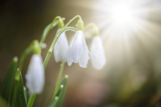 Muat turun percuma titisan salji bunga putih gambar percuma musim bunga untuk diedit dengan editor imej dalam talian percuma GIMP