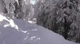 Free download Snow Fir Snowy Trees -  free video to be edited with OpenShot online video editor