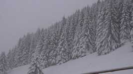 دانلود رایگان Snow Fir Winters - ویدیوی رایگان قابل ویرایش با ویرایشگر ویدیوی آنلاین OpenShot