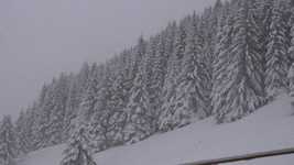 ດາວໂຫຼດຟຣີ Snow Fir Winters - ວິດີໂອຟຣີທີ່ຈະແກ້ໄຂດ້ວຍ OpenShot ບັນນາທິການວິດີໂອອອນໄລນ໌