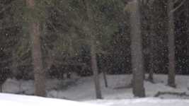 Безкоштовне завантаження Snow Forest Trees - безкоштовне відео для редагування в онлайн-редакторі відео OpenShot