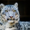 Snow Leopard  screen for extension Chrome web store in OffiDocs Chromium