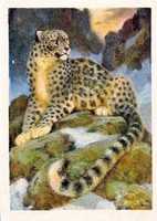 Free download Snow Leopard (1924) free photo or picture to be edited with GIMP online image editor