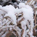 Snow on dry grass  screen for extension Chrome web store in OffiDocs Chromium